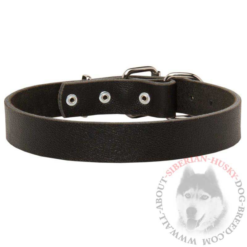 Everyday Leather Siberian Husky Collar for Daily Usage