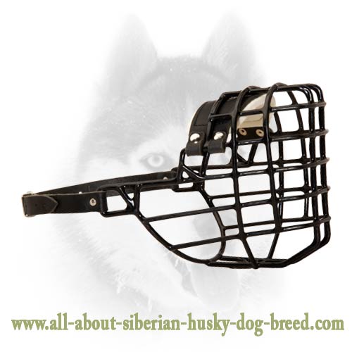 Winter wire basket muzzle for Siberian Husky Siberian Husky Breed Dog Harness, Muzzle, Dog