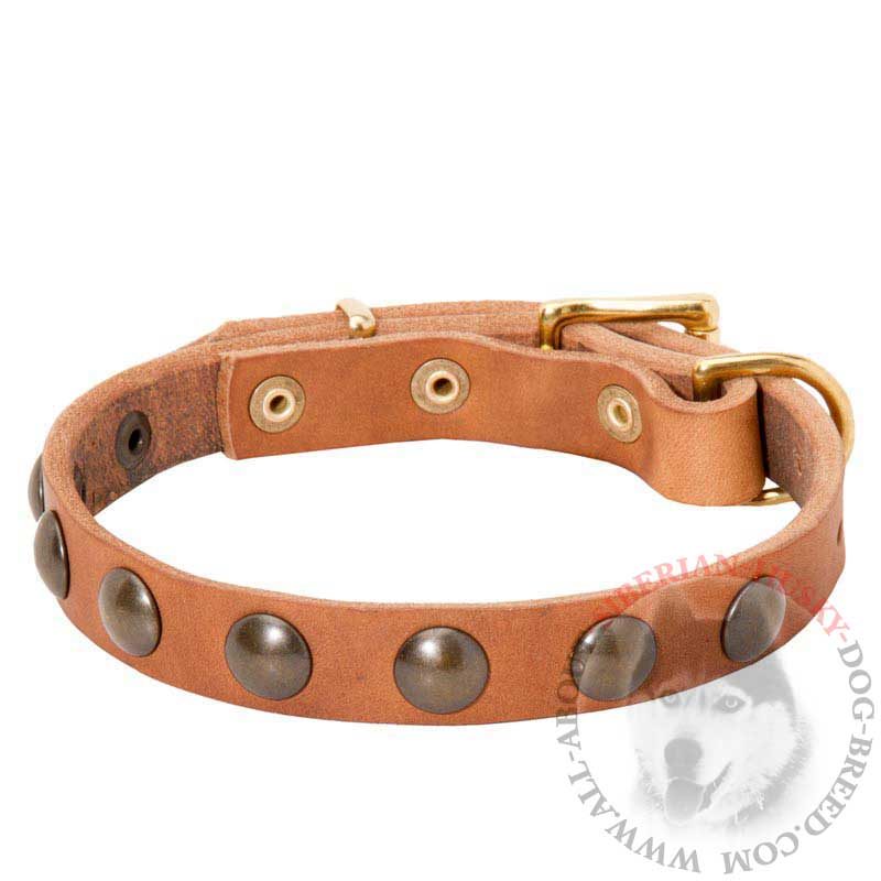 Fantastic Leather Siberian Husky Collar with Brass Studs for Walking
