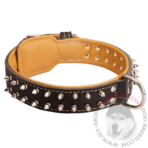 Gorgeous Nappa Padded Leather Siberian Husky Collar with Nickel Spikes