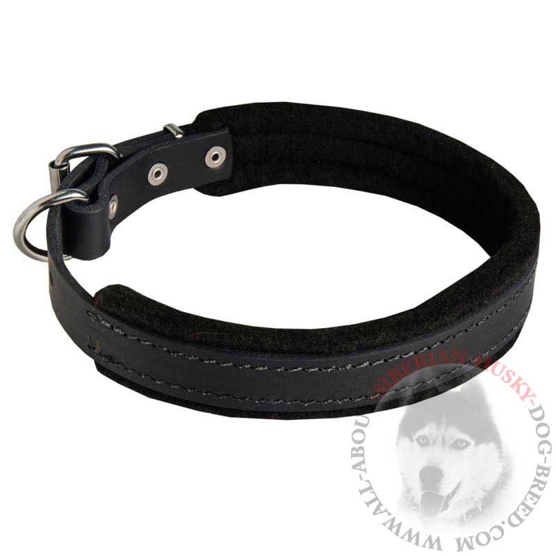Padded Leather Siberian Husky Collar for Dog Attack Training