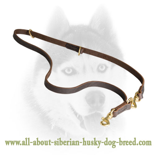 Ultimate Working Dog Lead for Training, Working, Tracking with Siberian Husky - Click Image to Close
