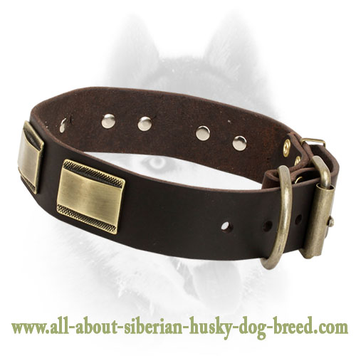 Luxury Leather Collar with Brass Plates for Siberian Husky