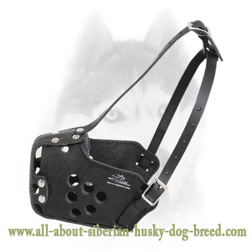 Military Leather Siberian Husky Muzzle