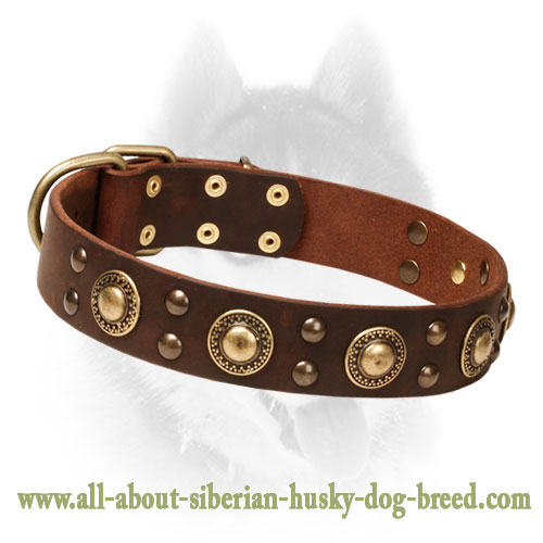 Adorable Leather Dog Collar with Brass Fittings - Click Image to Close