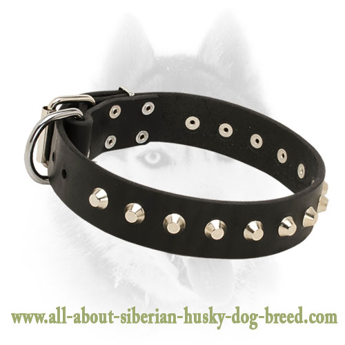 Comfy elegant leather Siberian Husky collar with cones