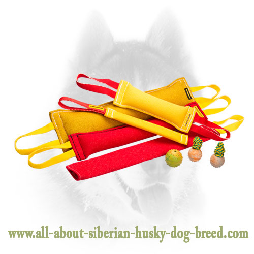 Multitask dog training set for Siberian Husky