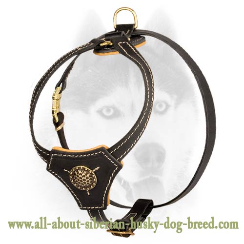Royal Nappa padding leather harness for Siberian Husky