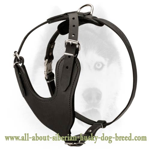 Simple and comfort design leather harness for Siberian Husky