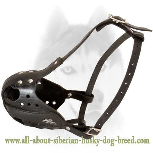 Leather Siberian Husky Attack/Agitation Training Muzzle - Click Image to Close