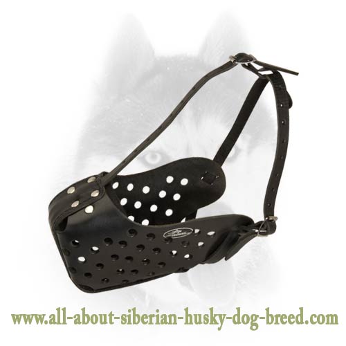 Agitation/Attack Training Leather Muzzle for Siberian Husky
