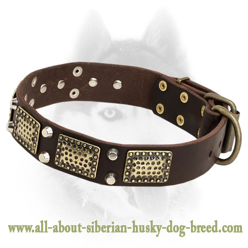 High Quality Leather Siberian Husky Collar with Brass Plates and Nickel Pyramids