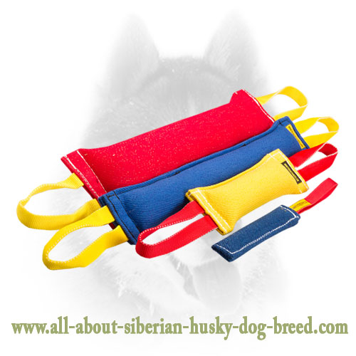 French Linen Siberian Husky training set