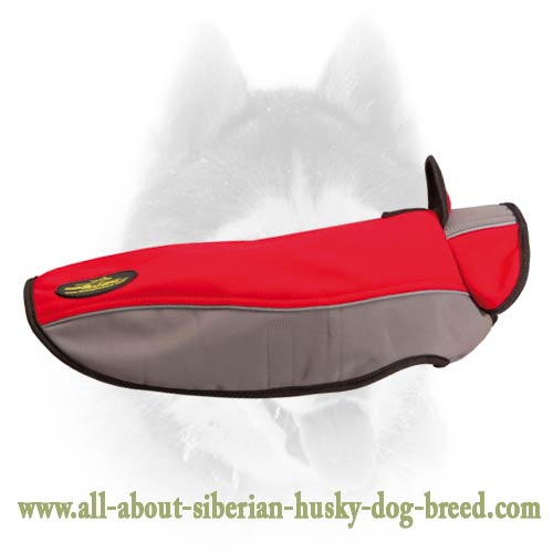 Gorgeous and extra warm winter proof Siberian Husky coat