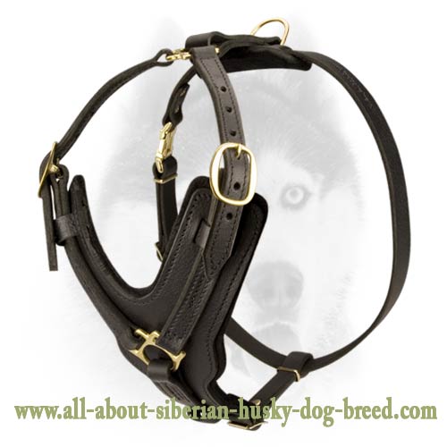 Exclusive style durable Siberian Husky harness