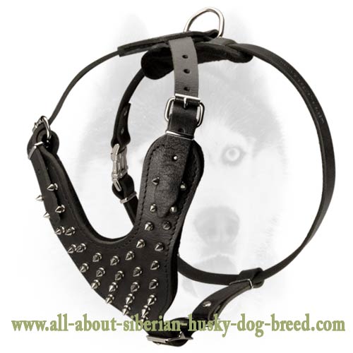 Luxury handcrafted leather spiked harness for Siberian Husky