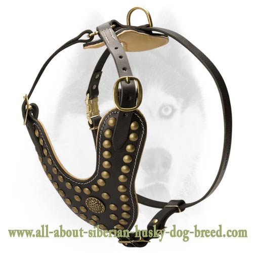 Royal studs Nappa padded leather Siberian Husky harness