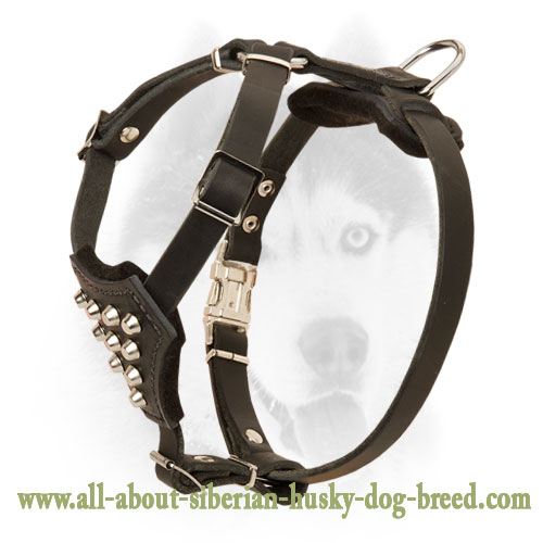 New Top Notch Siberian Husky Puppy Leather Harness with Riveted Pyramids