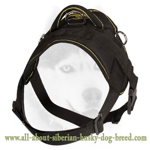 Pulling/tracking nylon harness with a handle for Siberian Husky