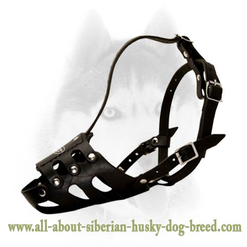 Perfect air flow leather muzzle for your Siberian Husky