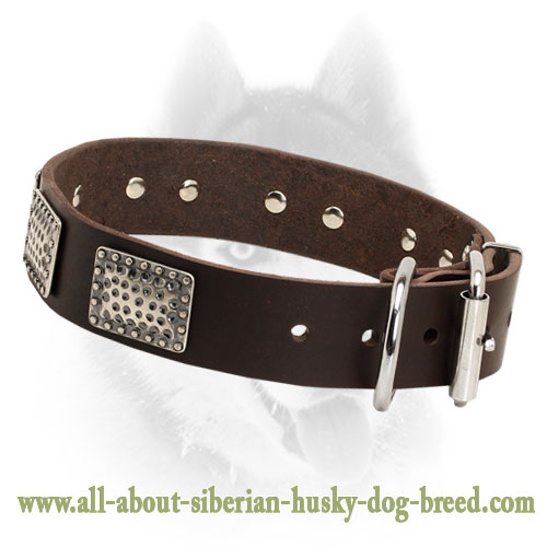War Leather Siberian Husky Collar with Brass Plates for Everyday Use
