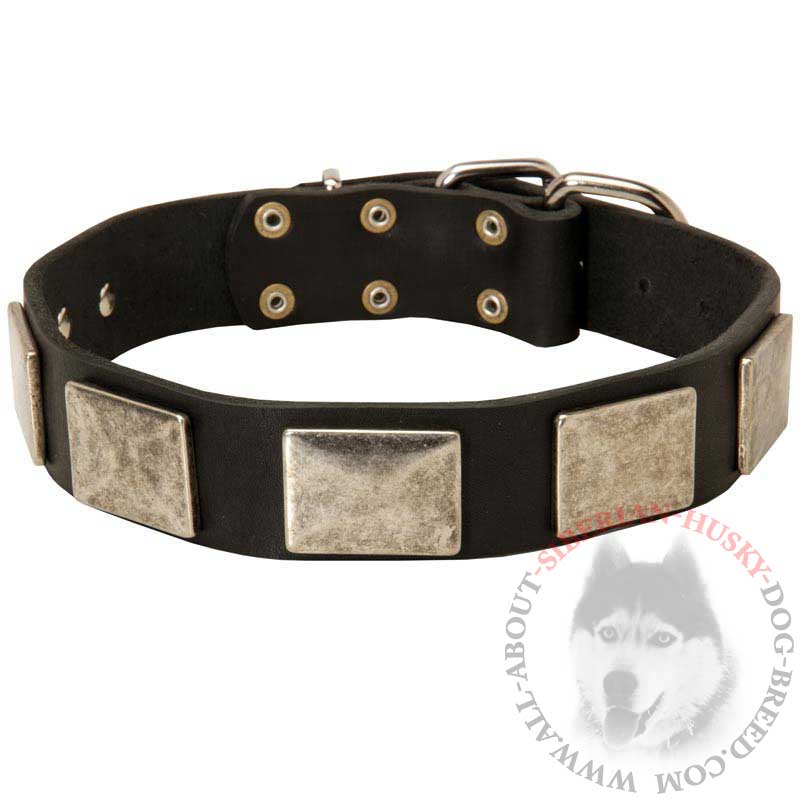 Brilliant Leather Siberian Husky Collar with Nickel Plates