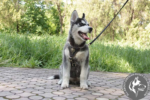Siberian Husky leather leash with rust-proof hardware for improved control
