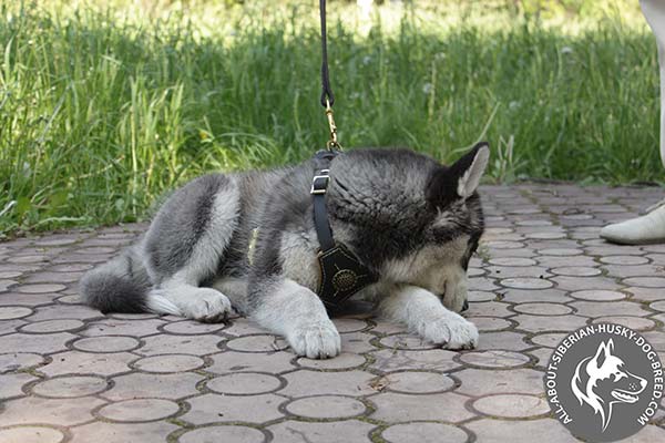 Siberian Husky leather leash of high quality with brass plated hardware for quality control