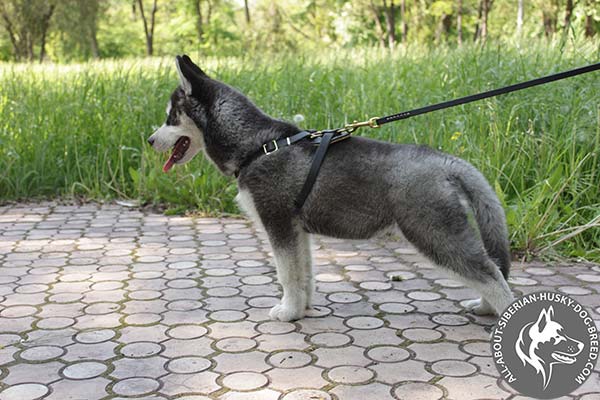 Siberian Husky leather leash of genuine materials with handle for daily activity