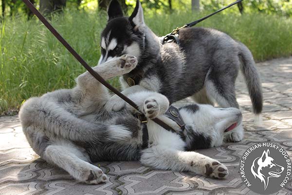 Siberian Husky leather leash with reliable brass plated hardware for daily walks