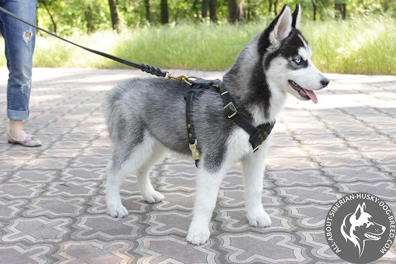 best dog leash for husky
