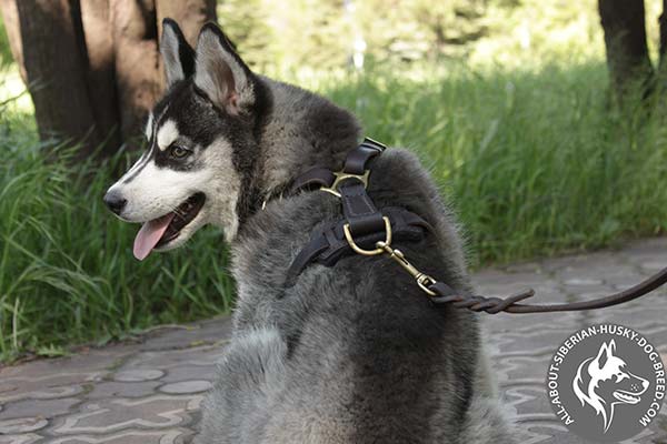 Siberian Husky leather leash with duly riveted handle for quality control