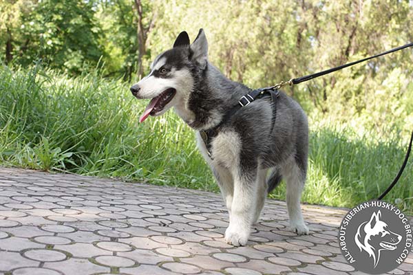 Siberian Husky leather leash with strong handle for improved control