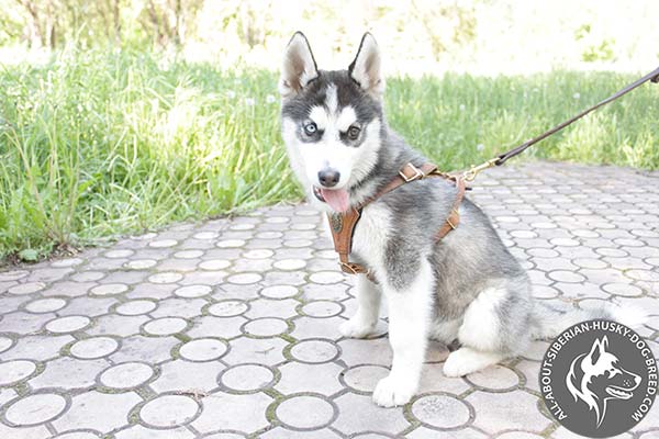 Siberian Husky leather leash of high quality with handle for perfect control