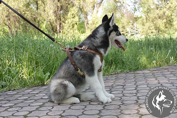 Siberian Husky leather leash with rust-resistant hardware for tracking
