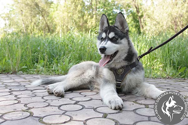 Siberian Husky leather leash with rust-resistant hardware for professional use