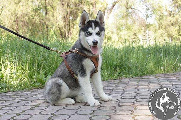 Siberian Husky leather leash of classic design with riveted hardware for basic training