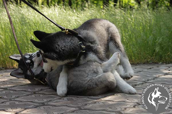 Siberian Husky leather leash with corrosion resistant hardware for improved control