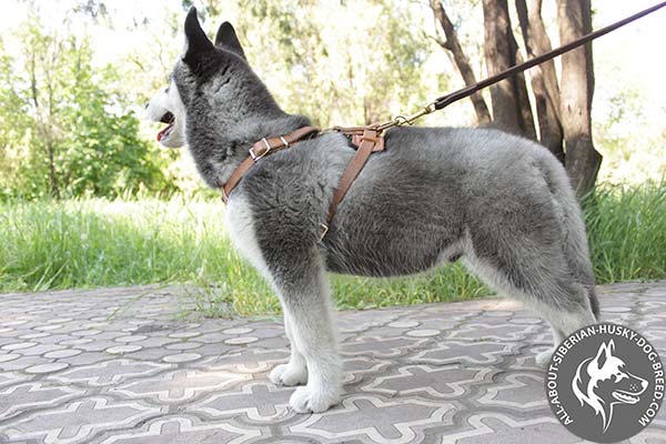 Siberian Husky leather leash with reliable hardware for professional use