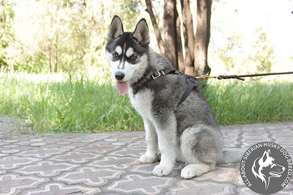 Siberian Husky leather leash with strong brass plated hardware for safe walking