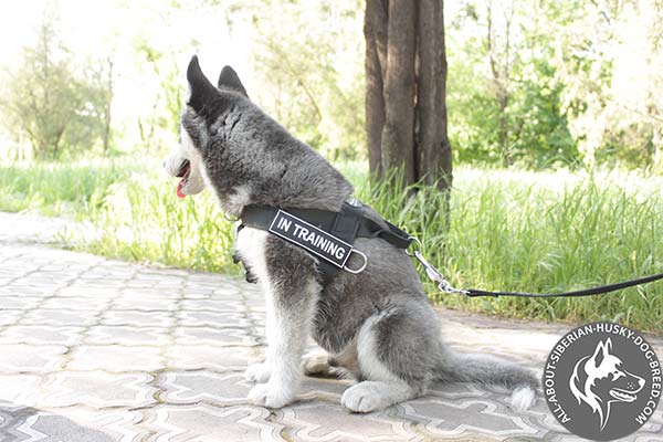 Siberian Husky nylon leash with durable nickel plated hardware for basic training