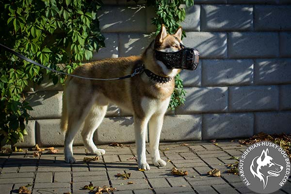 Painted Leather Siberian Husky Muzzle for Walking and Training