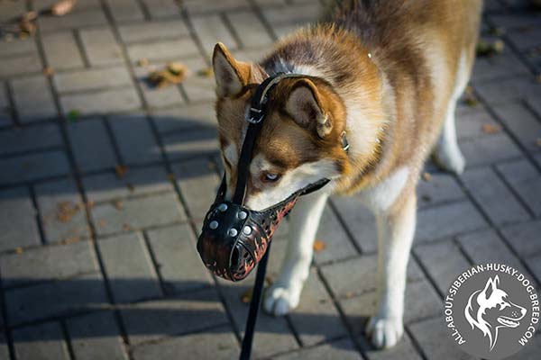 Well-Ventilated Siberian Husky Muzzle with Padded Nose Zone
