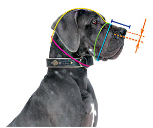 Learn how to measure your Siberian Husky