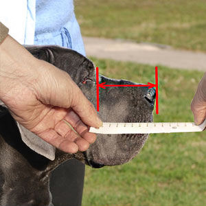 How to measure your Siberian Husky