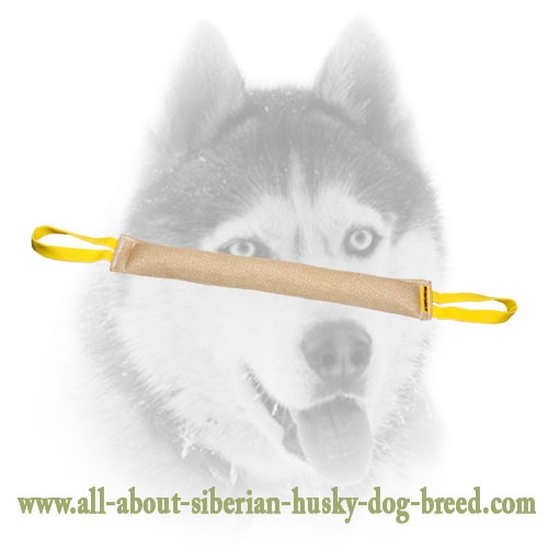 Siberian Husky Large Bite Tug For Training