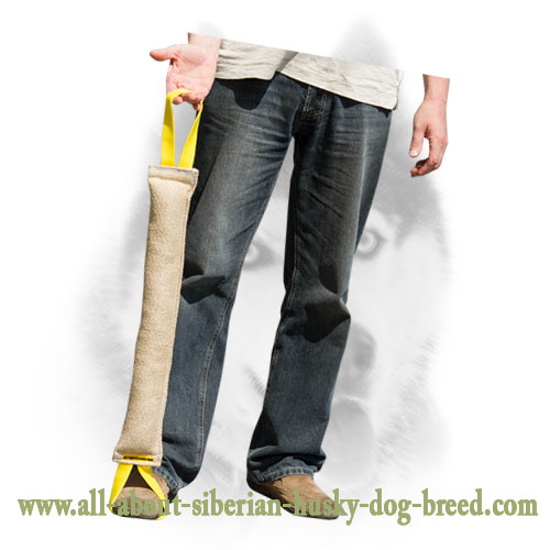 Siberian Husky Bite Tug With a Comfy Handles