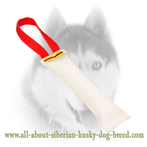 Siberian Husky puppy fire hose tug for safe training