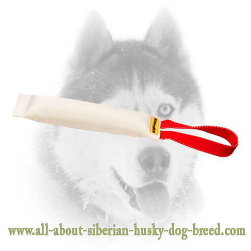 Siberian Husky Puppy Bite Tug With a Comfy Handle