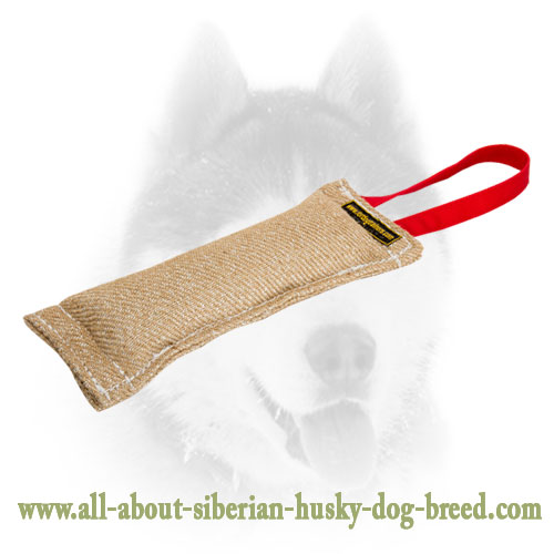  Siberian Husky training tug for puppies
